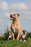 AMSTAFF  ADULT & PUPPIES 096